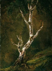 Studie einer Birke